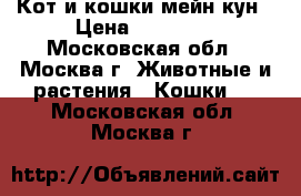 Кот и кошки мейн кун › Цена ­ 10 000 - Московская обл., Москва г. Животные и растения » Кошки   . Московская обл.,Москва г.